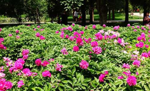 Ditan Park Flower Festival
