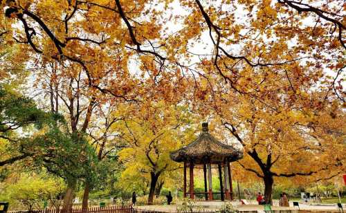 The ginkgo trees of Ditan Park