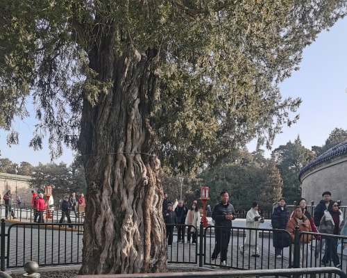 Beijing Temple of Heaven 008